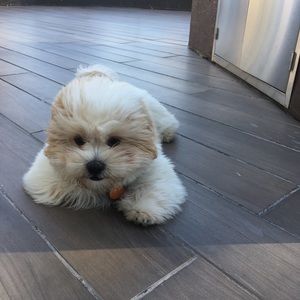 Meet your Posher, Rosaline